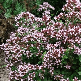 Душица обыкновенная Diabolo