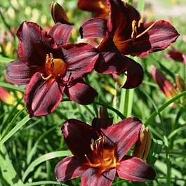 Лилейник Chocolate Candy