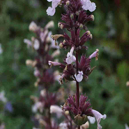 Котовник крупноцветковый Dawn to Dusk