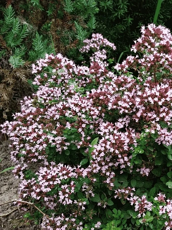 Душица обыкновенная Diabolo