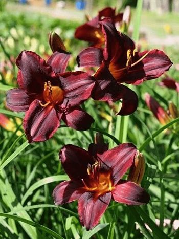 Лилейник Chocolate Candy