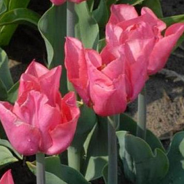 Тюльпан Триумф Лидия