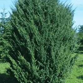 Можжевельник китайский Blaauw