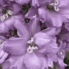 Дельфиниум новозеландский New Millenium