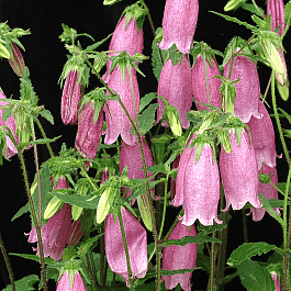 Колокольчик точечный Rubra