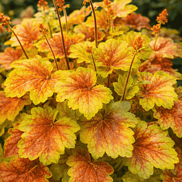 Гейхера Miracle