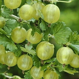 Крыжовник Hinnonmaki Green на штамбе