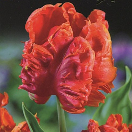 Тюльпан попугайный Монарх Пэррот Тюльпан попугайный Монарх Пэррот