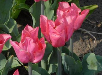 Тюльпан Триумф Лидия