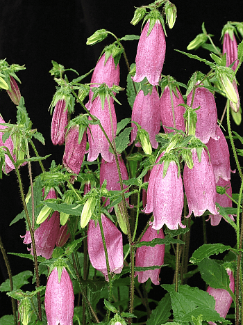 Колокольчик точечный Rubra