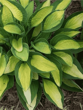 Хоста Gypsy Rose