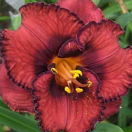 Лилейник Berrylicious