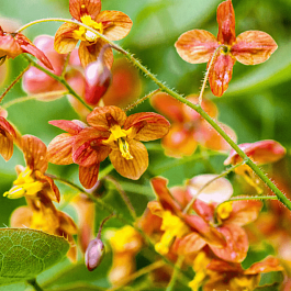 Горянка Orange Queen