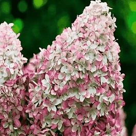 Гортензия метельчатая Royal Flower ТОЛЬКО САМОВЫВОЗ