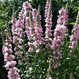 Дербенник иволистный Blush