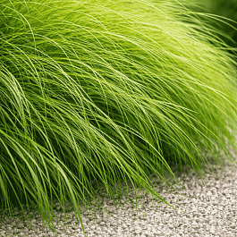 Осока гладконосая