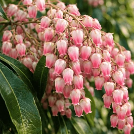 Пиерис японский Valley Rose