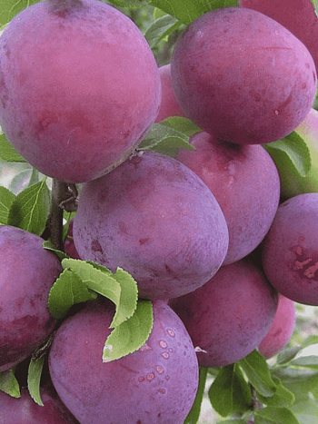 Алыча гибридная Шатер