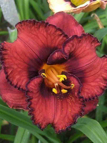 Лилейник Berrylicious