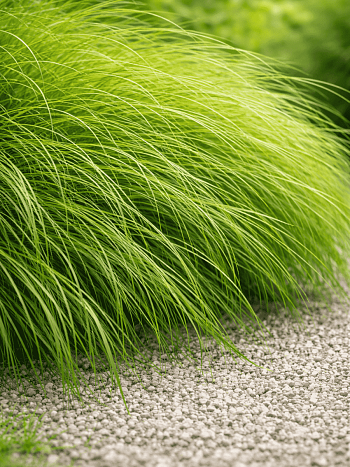 Осока гладконосая