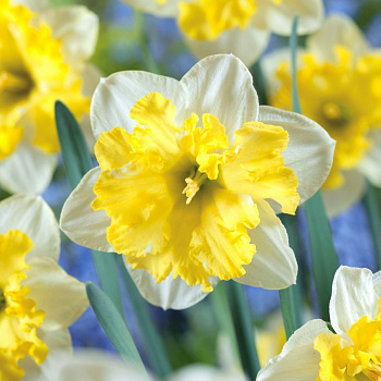 Нарцисс с расщеплённой коронкой Принтал Нарцисс с расщеплённой коронкой Принтал