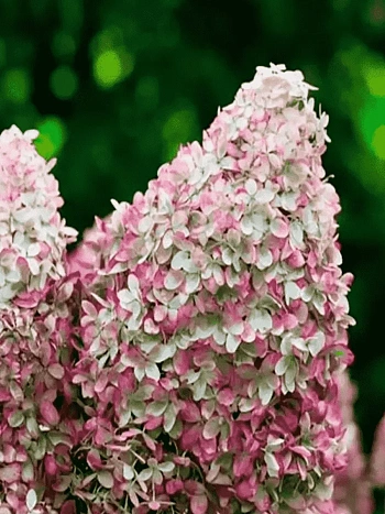 Гортензия метельчатая Royal Flower ТОЛЬКО САМОВЫВОЗ