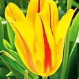 Тюльпан Hocus Pocus