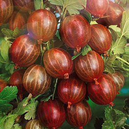 Крыжовник Куйбышевский