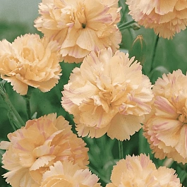 Гвоздика гратианополитанская Devon Cream