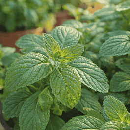 Мята "Винная"