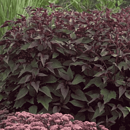 Посконник морщинистый Chocolate