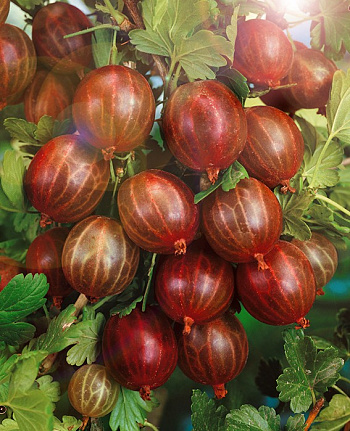 Крыжовник Куйбышевский