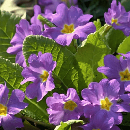 Примула Юлии Wanda Lilac