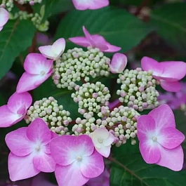 Гортензия крупнолистная Endless Summer Twist-n-Shout