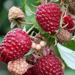 Малина обыкновенная Красная Королева