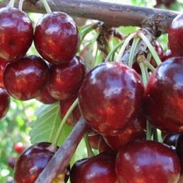 Черешня Синявская Черешня Синявская