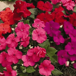 Бальзамин Уоллера DeZire