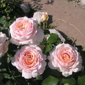 Роза чайно-гибридная Андре Ле Нотре ( Rose Andre Le Notre)