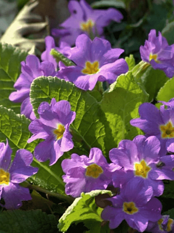 Примула Юлии Wanda Lilac