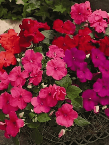 Бальзамин Уоллера DeZire