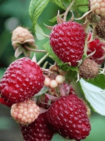 Малина обыкновенная Красная Королева