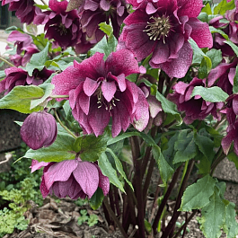 Морозник восточный Double Ellen Red