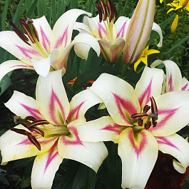 Лилия ОТ-гибрид Бонбини НАБОР 2ШТ (2+2)