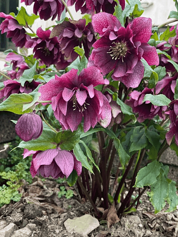 Морозник восточный Double Ellen Red