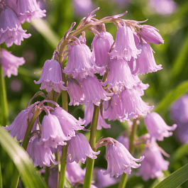 Гиацинтоидес Pink