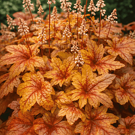 Гейхерелла Brass Lantern