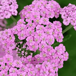 Тысячелистник Lilac Beauty