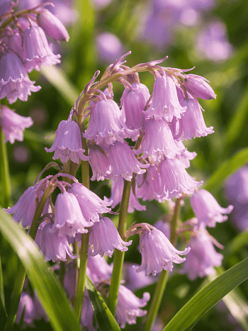 Гиацинтоидес Pink