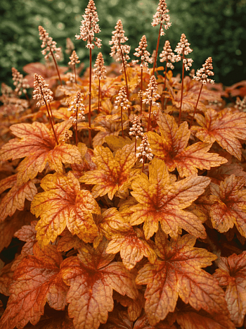 Гейхерелла Brass Lantern