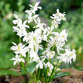 Пролеска колокольчатая Вайт